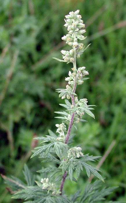 artemisia-ritual-limpeza Ramo de Artemísia