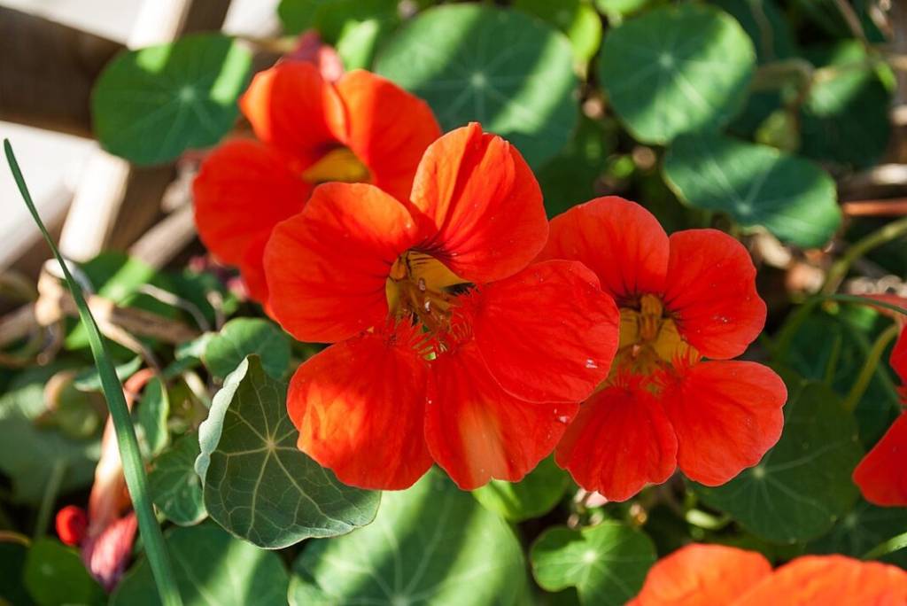 Capuchinha laranja