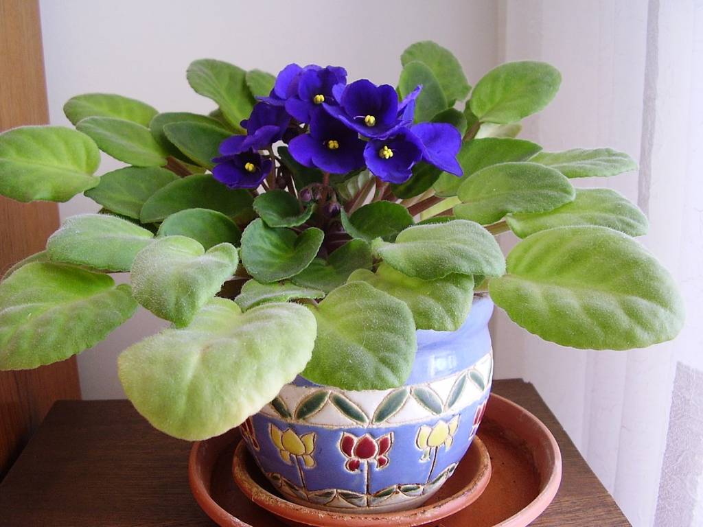 Violeta africana em vaso