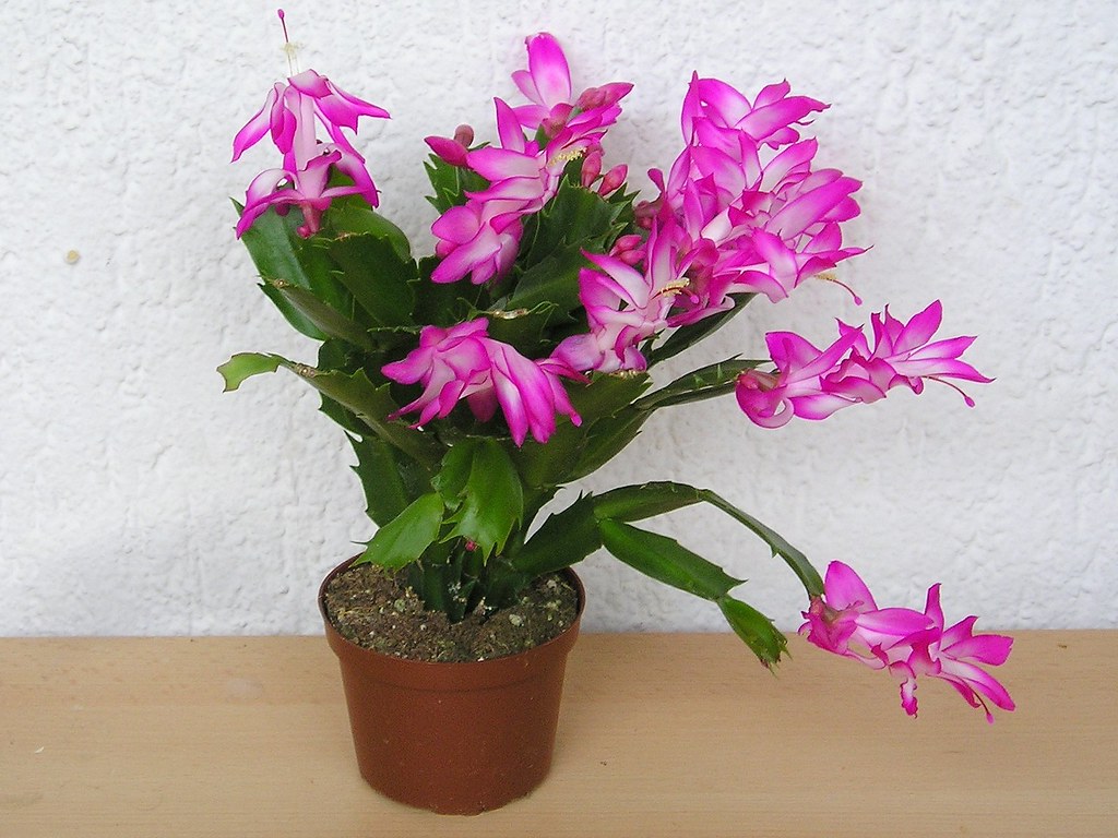 Como plantar e cuidar de Flor de Maio. Na foto, flor de maio rosa em vaso.