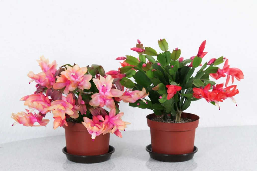 Como plantar e cuidar de Flor de Maio. Na foto, dois vasos de flor maio em tonalidades de rosa