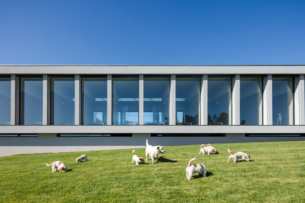 Hotel Canino projetado pelo arquiteto Raulino Silva. Na imagem, vários cães brincam em um gramado em frente a uma grande residência com paredes de vidro.
