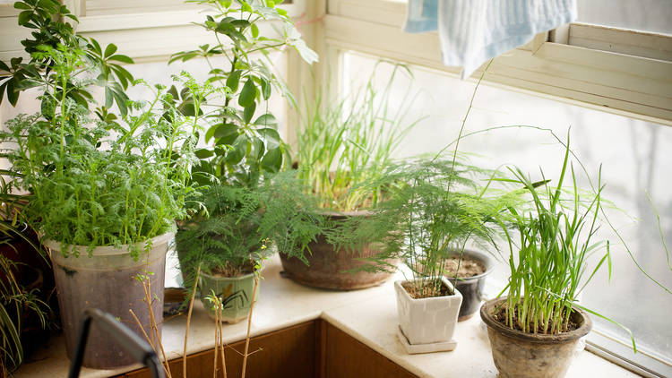 Vasos com plantas e ervas em peitoril de janela