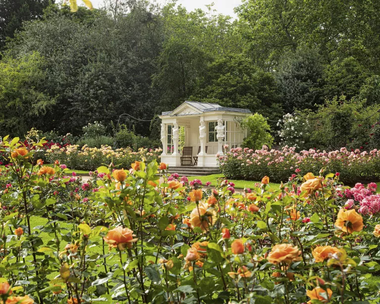 Jardim real com rosas de diversas cores.