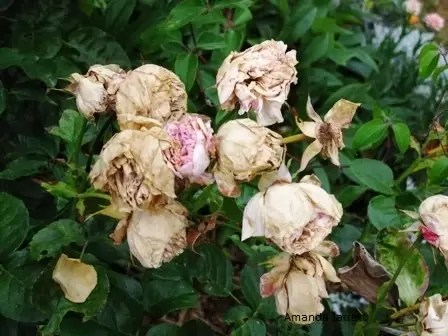 Doenças das rosas: 5 problemas comuns e suas soluções