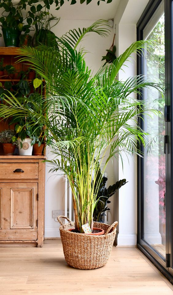 Palmeira-areca em uma sala, de frente a uma varanda