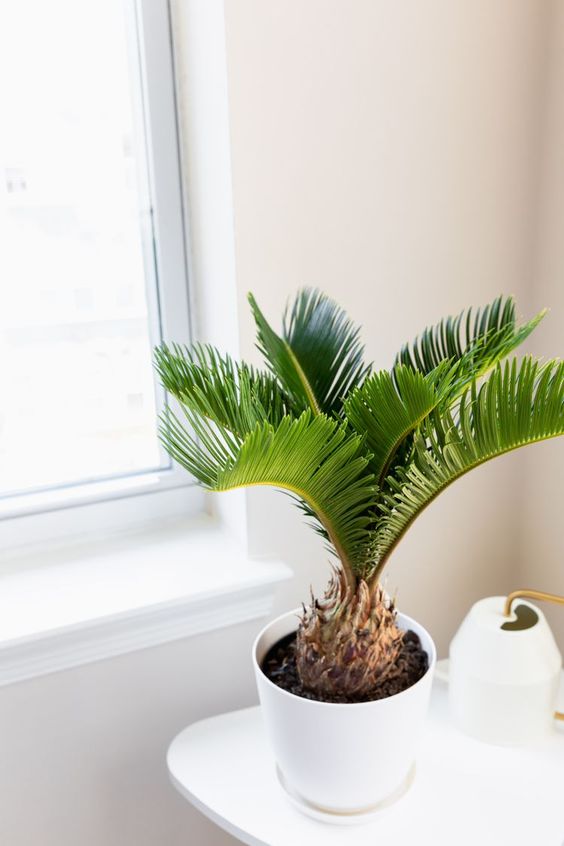 palmeira-sagu-para-apartamentos Pequena planta Palmeira Sagu em um vaso branco