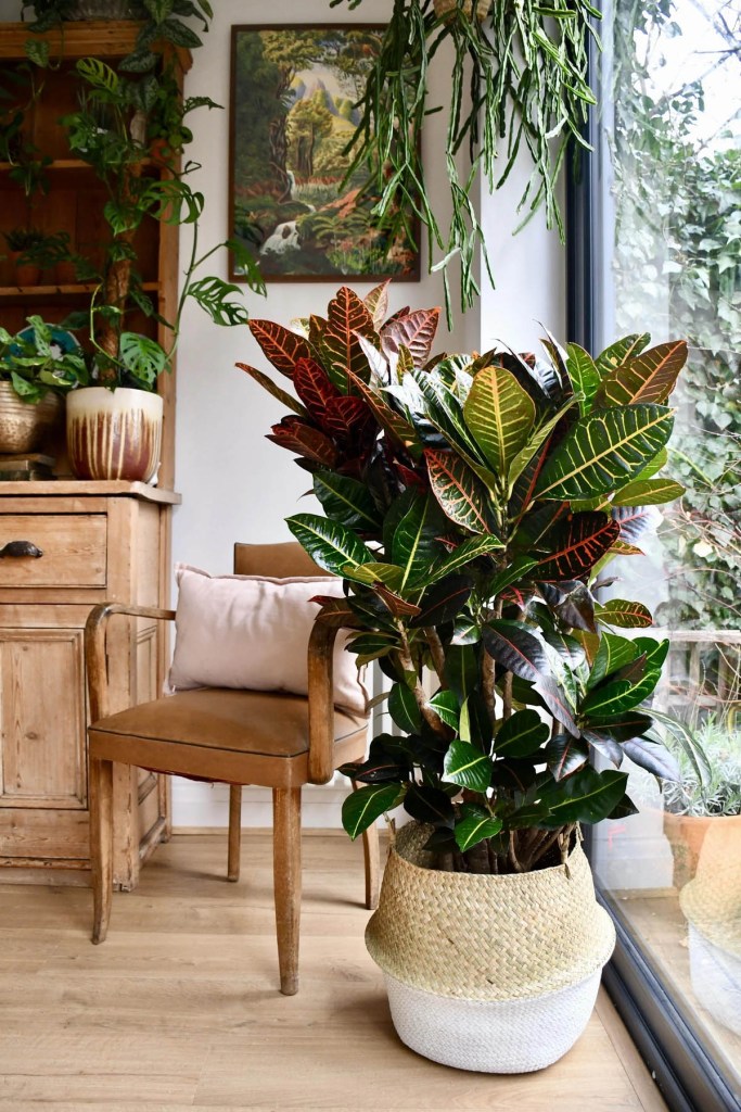 planta-croton-para-apartamentos Grande planta Croton em casa ensolarada
