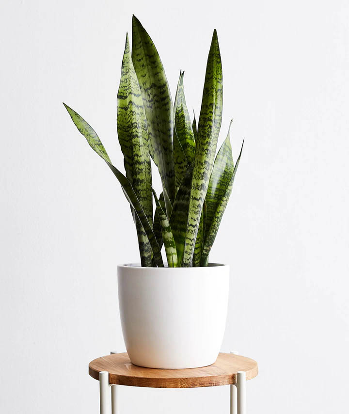 planta-espada-de-sao-jorge Planta Espada de São Jorge em um vaso branco, em cima de um banco