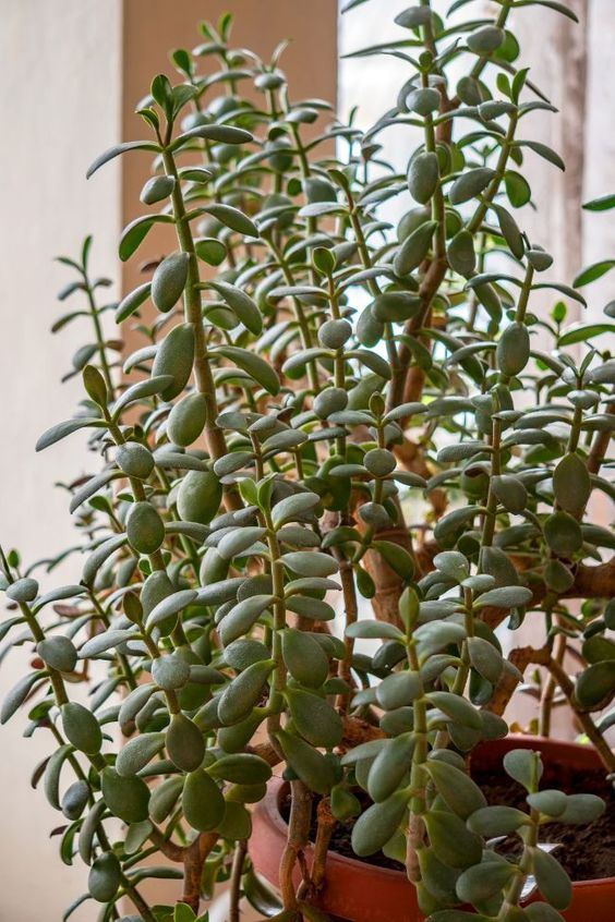 planta-jade-para-apartamentos Planta Jade pequena em ambiente de sombra.