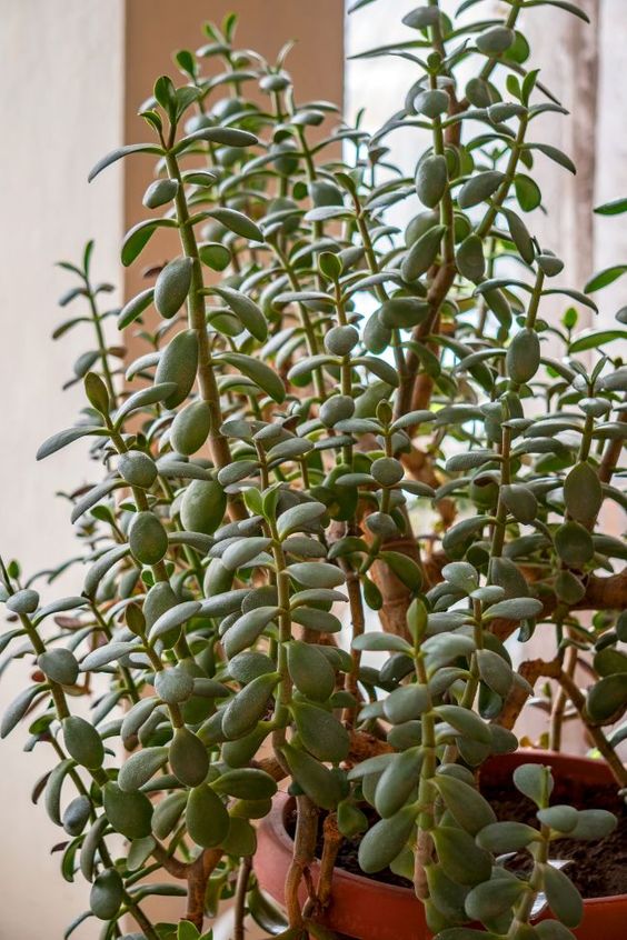 Planta Jade pequena em ambiente de sombra.