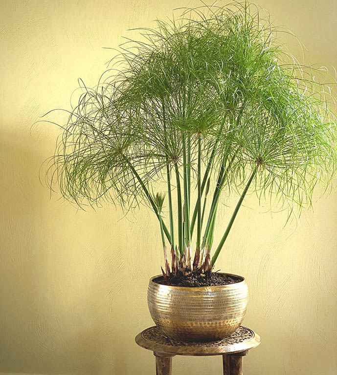 Planta Papiro do Egito plantada em uma vaso dourado, em cima de um banco