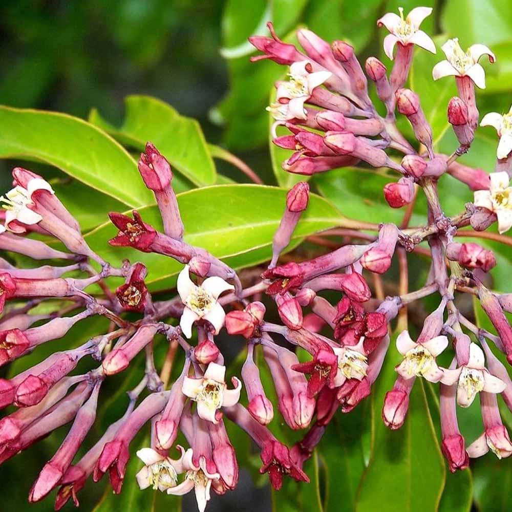 Flor de Sândalo