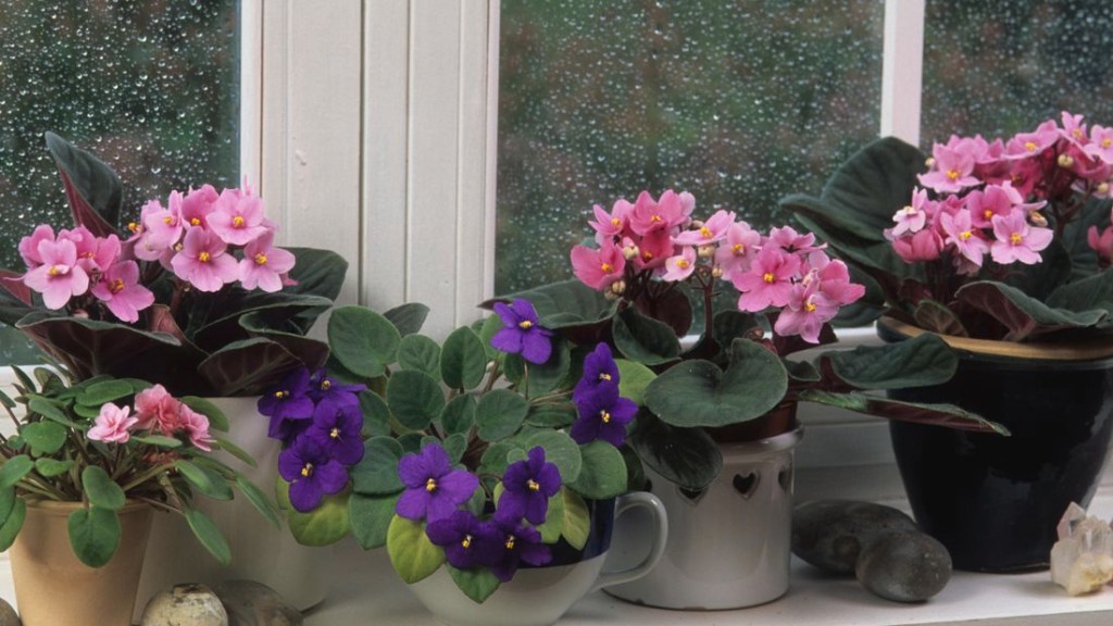 Vasos com violetas em peitoril de janela