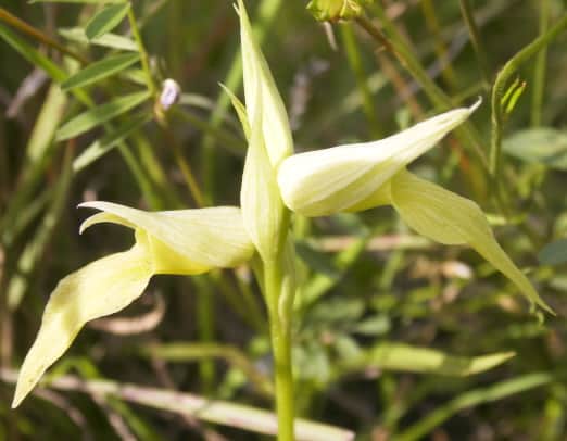 Orquídea rara