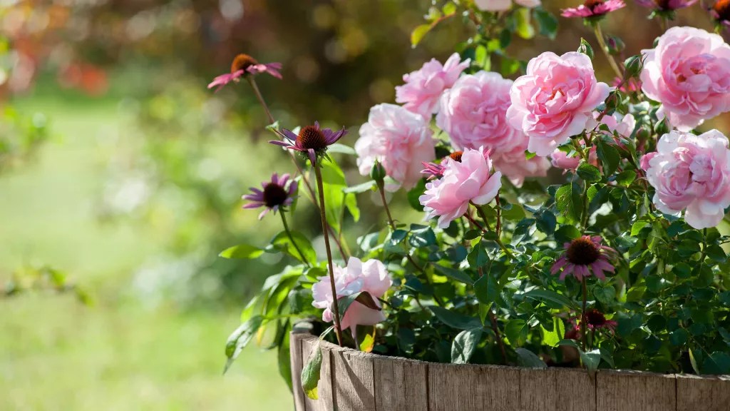 1-como-plantar-rosas-em-vasos Rosas em vaso