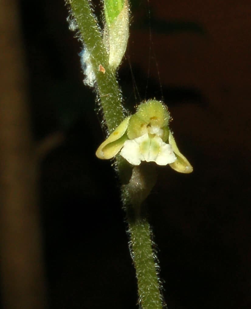 Orquídea rara