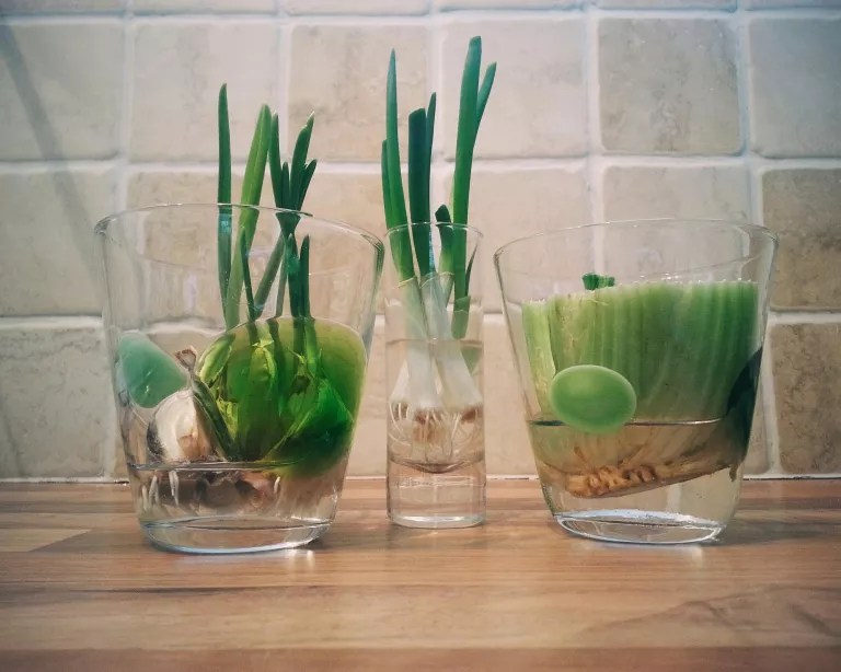 Como cultivar vegetais na água literalmente do zero