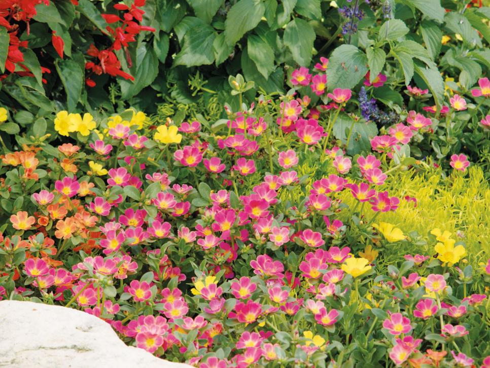 Jardim coberto por flores amarelas, laranjas e vermelhas de portulacas.