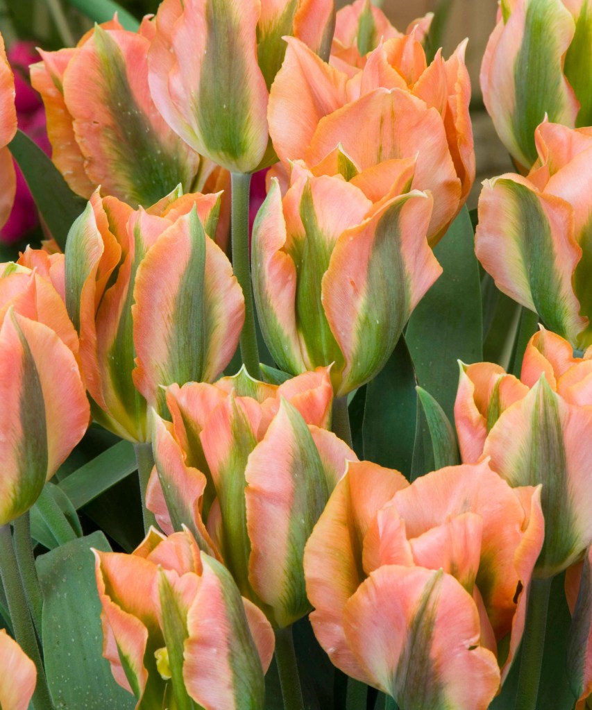 Flores de tulipa laranjas com detalhes em verde.