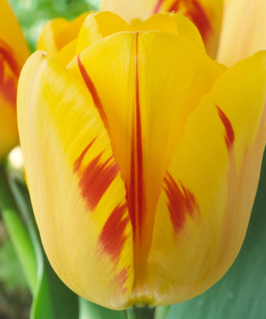 Flor de tulipa amarela com pinceladas em vermelho.