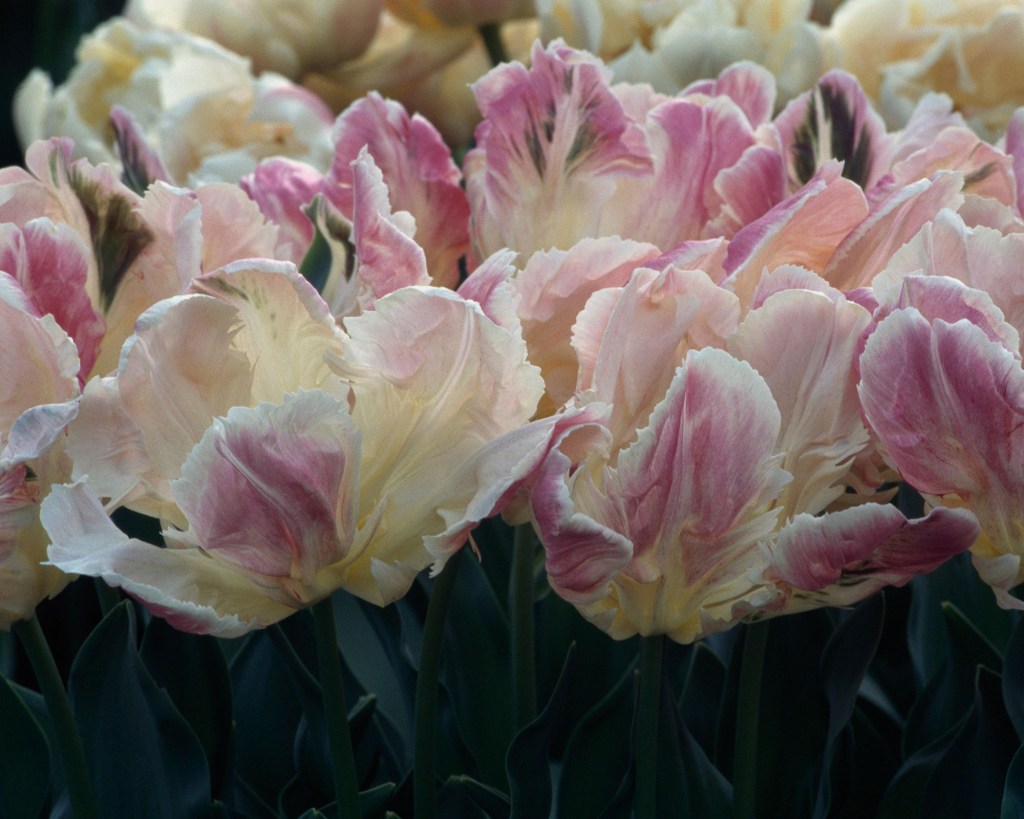 Flores de tulipa brancas e arroxeadas. Aa pétalas são rugosas.