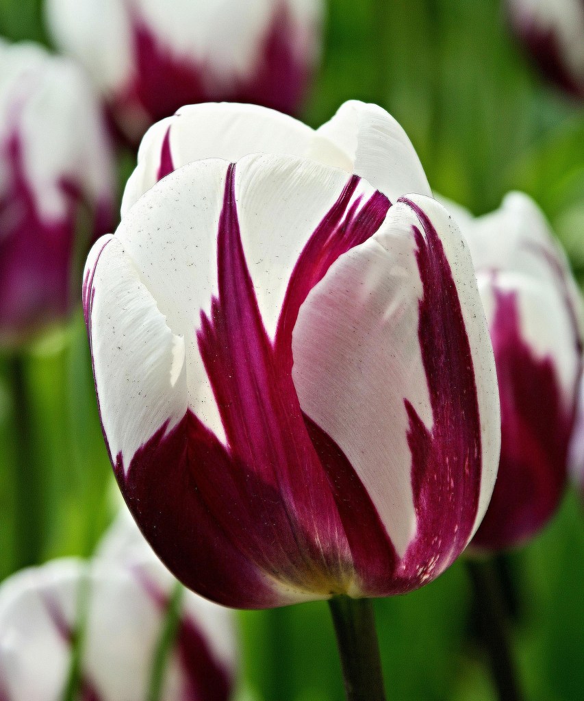 Flor de tulipa branca com manchas em vinho.
