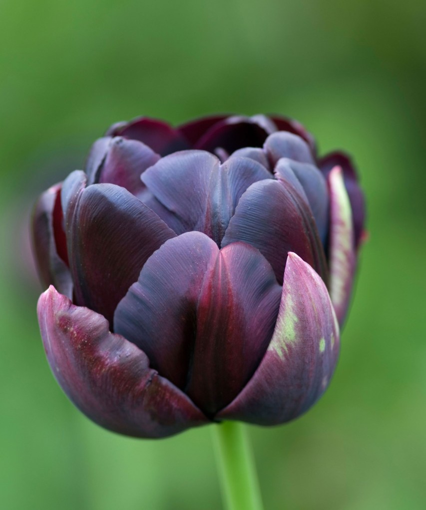 Flor de tulipa em tons de roxo escuros.