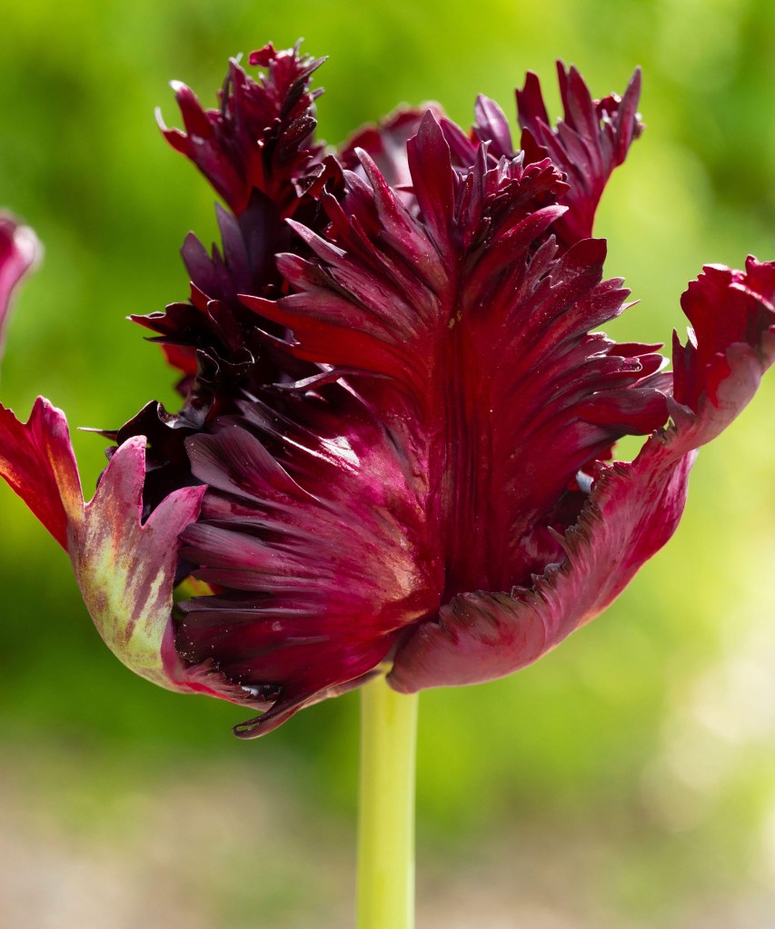 Flor de tulipa cor de vinho com pétalas rugosas.