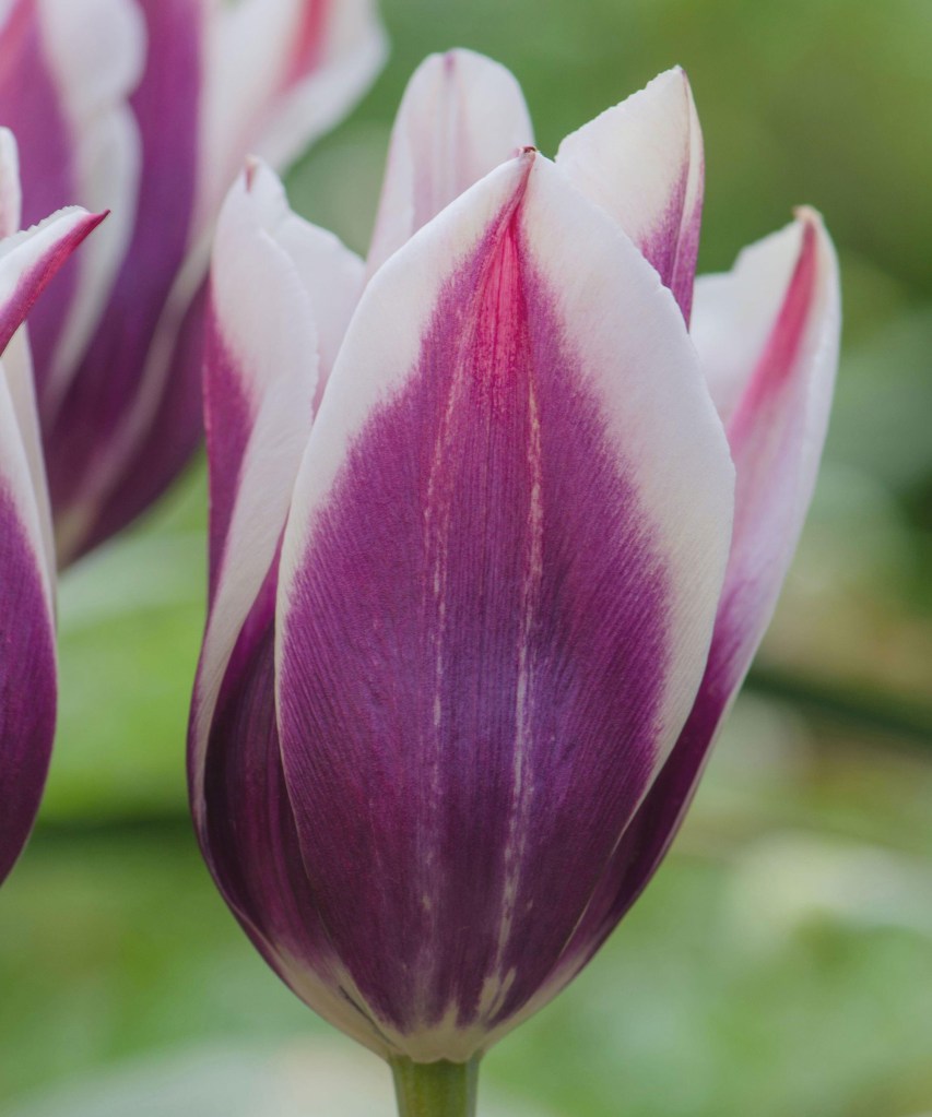 Flor de tulipa alongada roxa, com extremidades brancas.