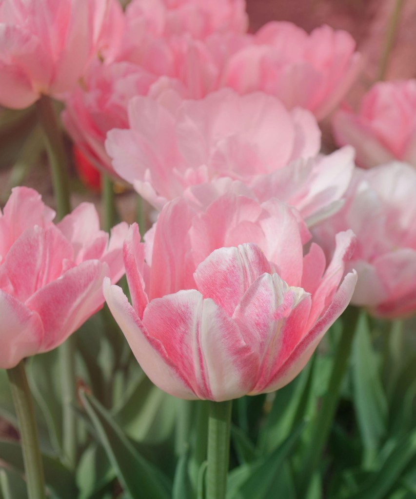 Flores de tulipa em rosa claro.