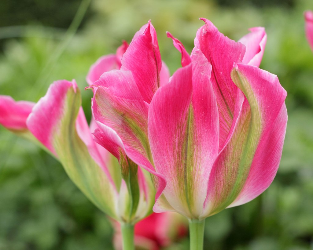 Flor de tulipa com pétalas rosas.
