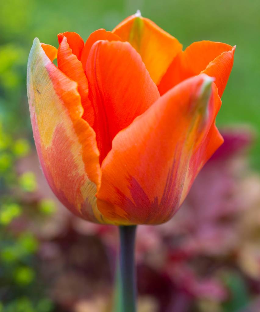 Flor de tulipa laranja.
