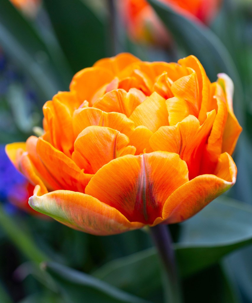 Flor de tulipa laranja.
