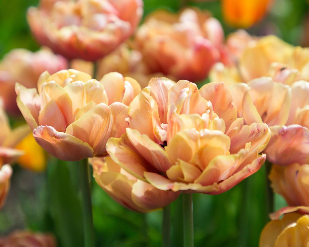 Flores de tulipas em tons pastéis de laranja.