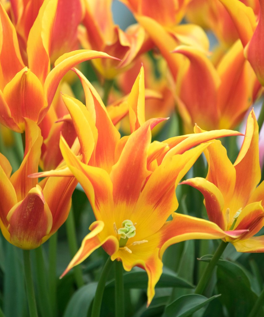 Flor de tulipa em tons de laranja e amarelo.