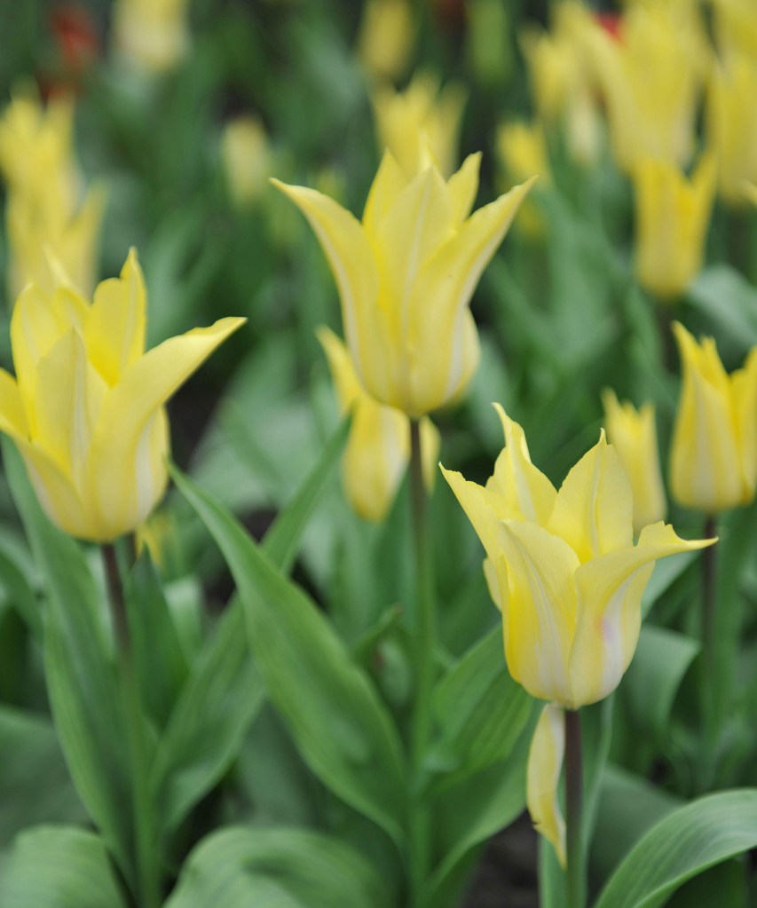 Flor de tulipa em tons de amarelo claro.