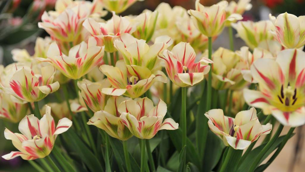 Tulipa florida em amarelo creme com listras avermelhadas.