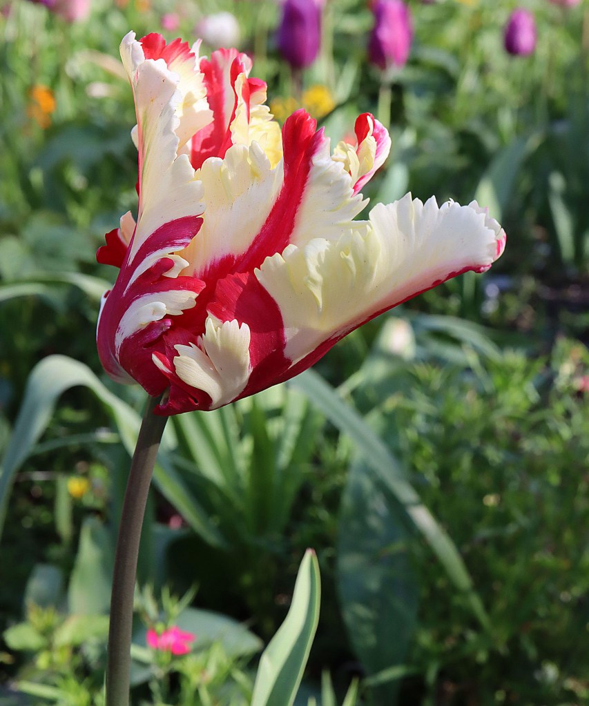Flor de tulipa com pétalas rugosas brancas com manchas vermelhas.
