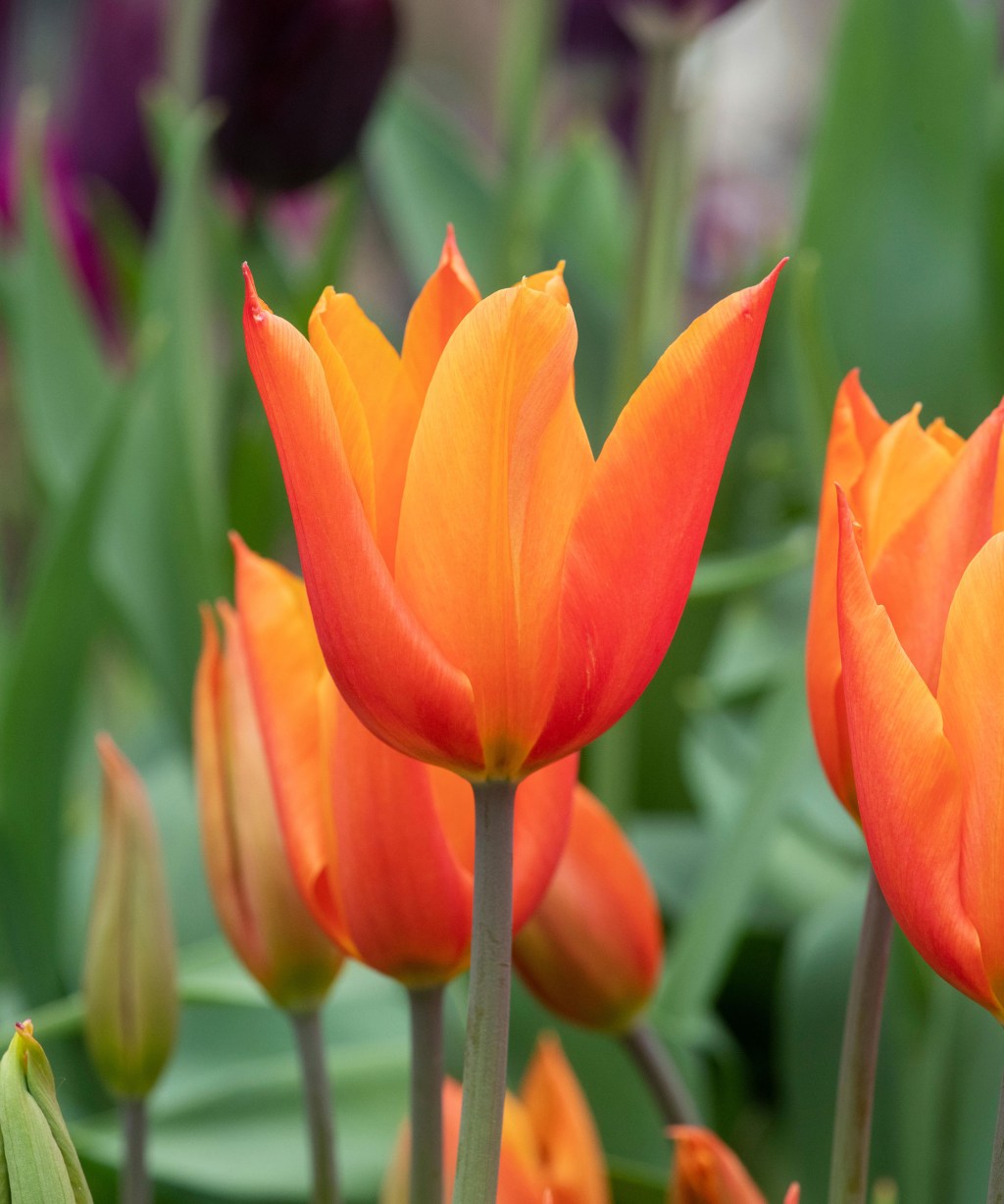 21 tipos de tulipas para roubar seu coração | CASA.COM.BR
