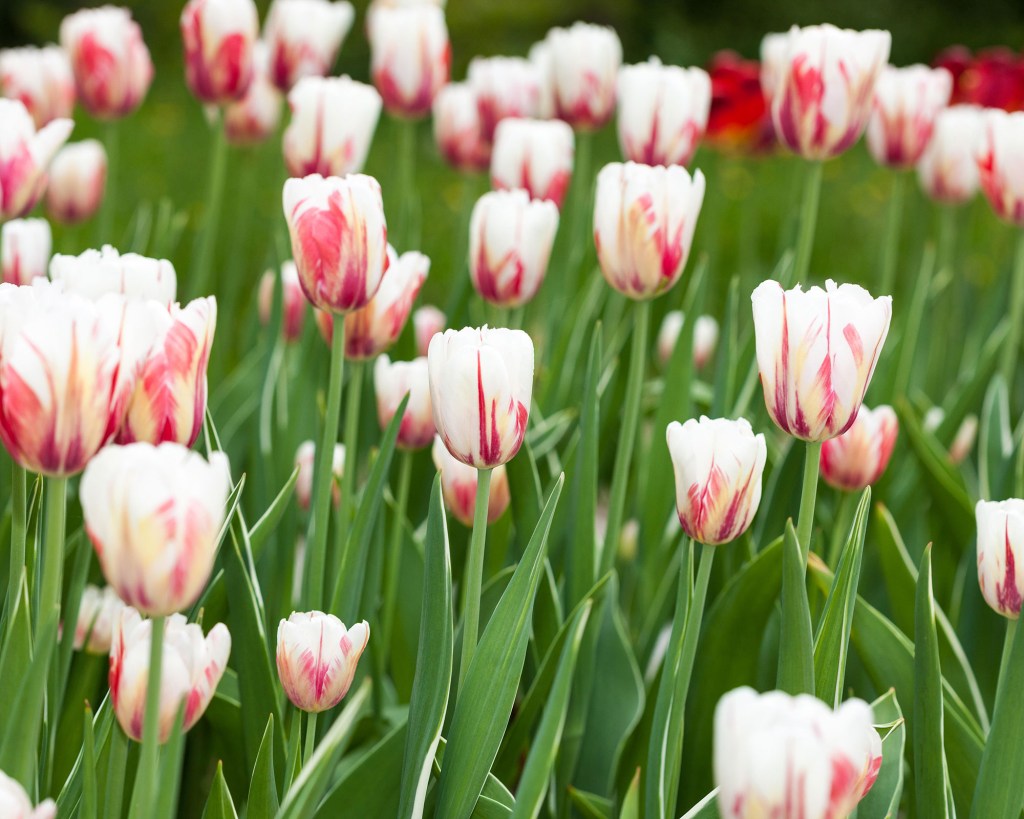 Flores de tulipas brancas com listras vermelhas.