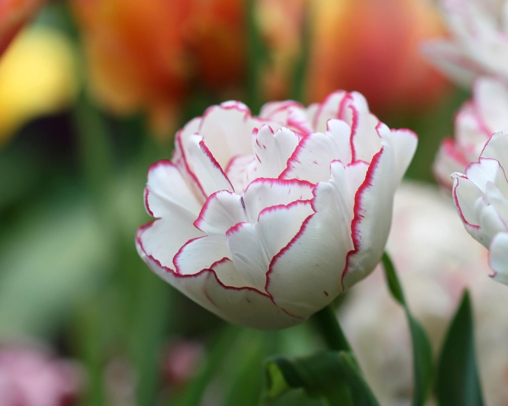 Flor de tulipa branca com extremidades rosas.