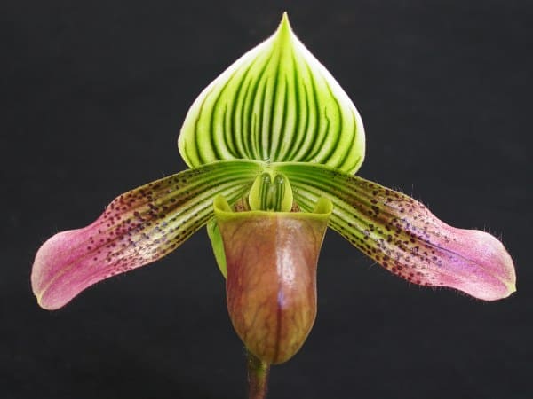 Orquídea rara