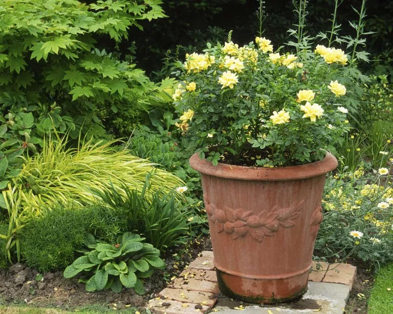 3-como-plantar-rosas-em-vasos Rosas em vasos