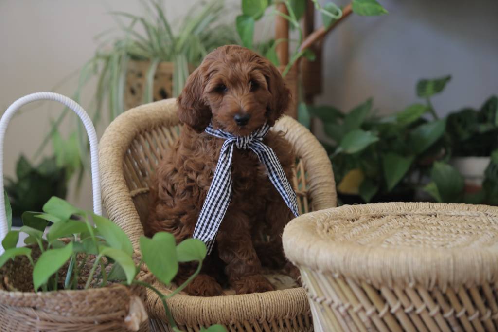 Cachorro filhote em sala com muitas plantas