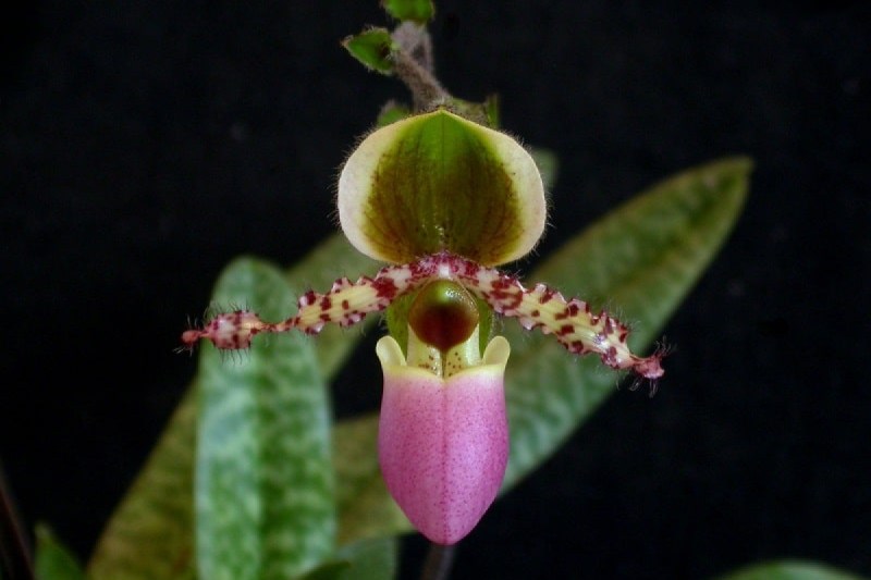 As 10 orquídeas mais raras do mundo | CASA.COM.BR