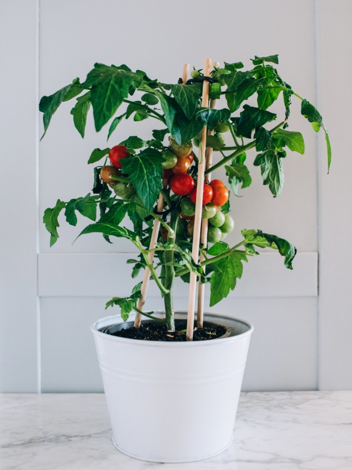 Passo a passo para plantar tomates em vasos