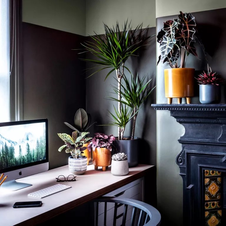 Plantas no home office