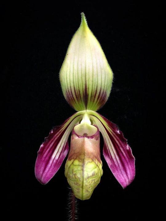 Orquídea rara