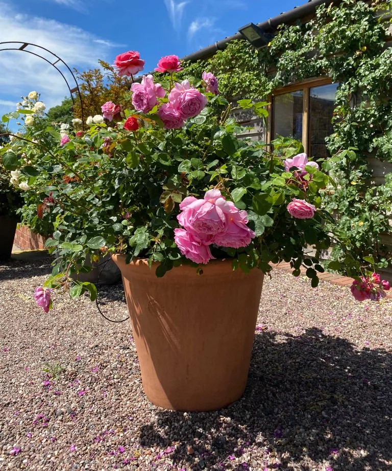 5-como-plantar-rosas-em-vasos Rosas em vaso